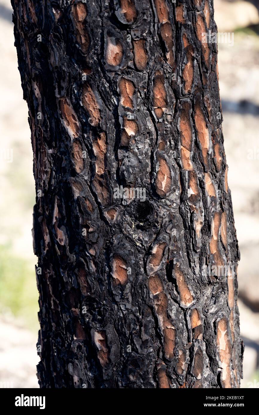 Close-up of calcined tree, tree species of the genus Pinus in the family Pinaceae Stock Photo