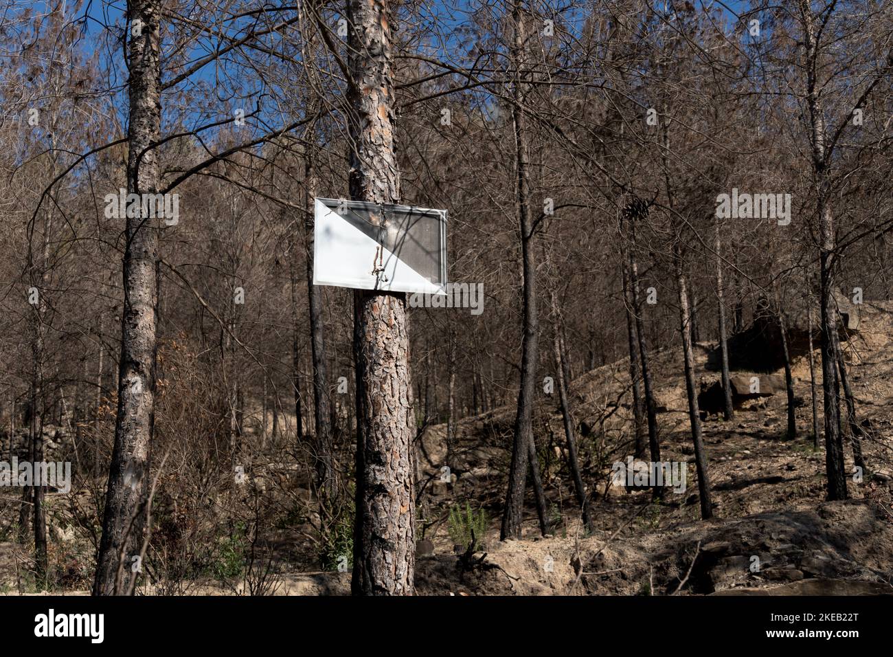 El Pont de Vilomara i Rocafort, Barcelona, Spain - November 10, 2022: Private hunting sign in Spain, nailed to a pine burned by forest fire Stock Photo