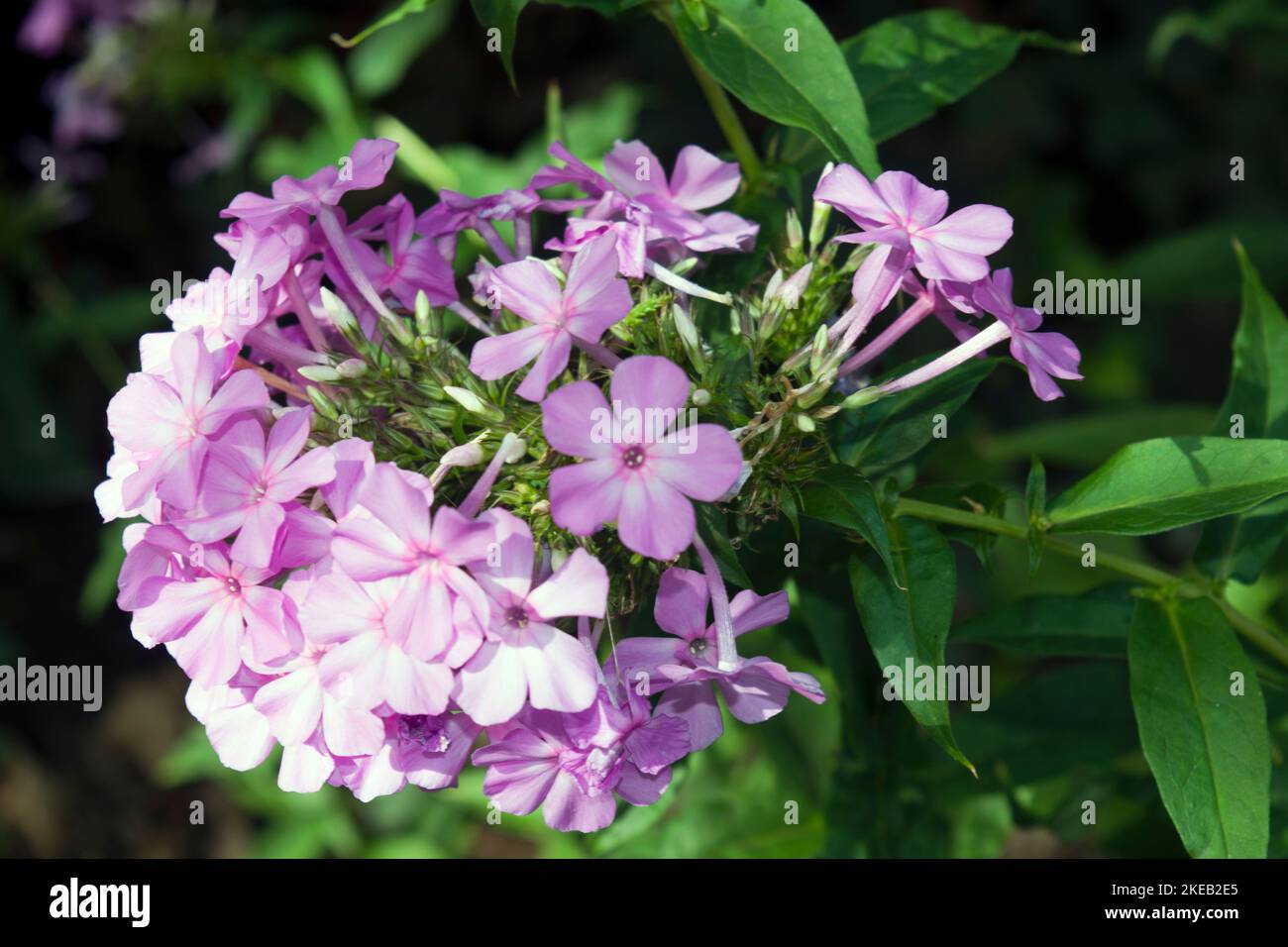 Pink Phlox inflorescence, fragrant, borne in summer through autumn. The flowers are grouped in panicles with many branching stems. Cute little flowers Stock Photo