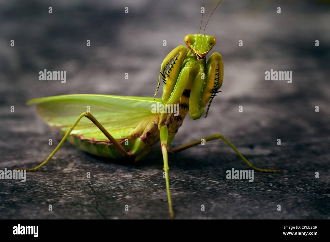 Large green praying mantis attacking stance on a darck background Stock