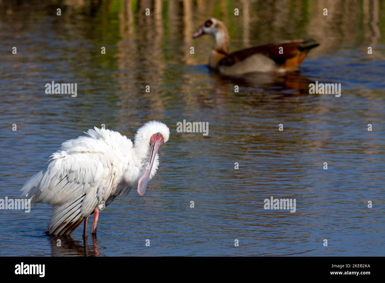 African spoonbill (Platalea alba) preening itself while an Egyptian goose (Alopochen aegyptiaca) swims past in the background. Western Cape. South Afr Stock Photo