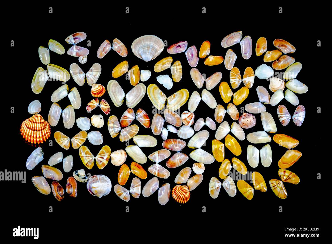 Collection of Donax Variabilis or coquina saltwater clam mollusc opened shells and seashells. Macro-photography in dark background of a variety of dif Stock Photo