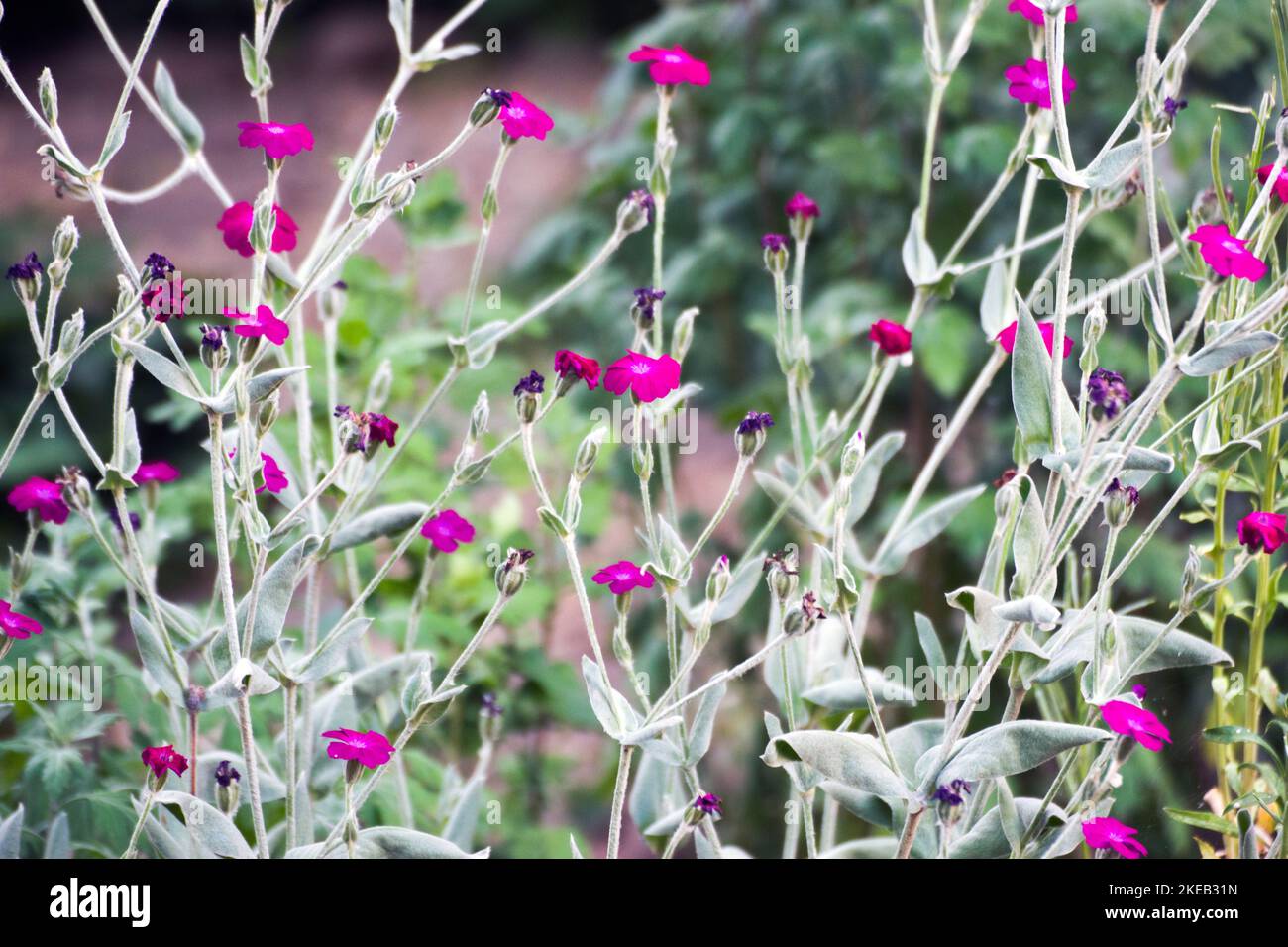 Silene coronaria. Common names include rose campion, dusty miller, mullein-pink, bloody William and lamp-flower, a plant of the daisy family. Stock Photo