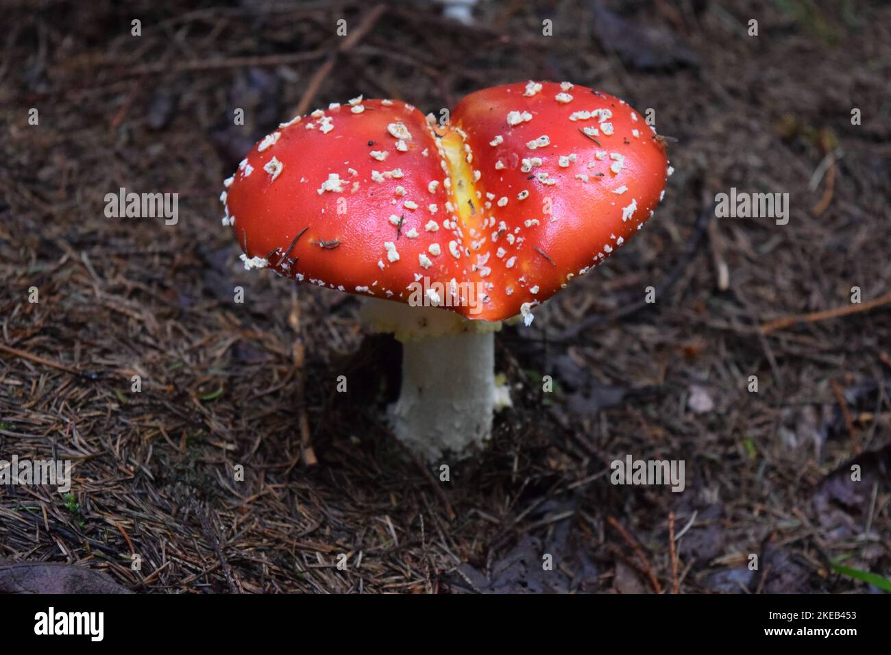 Amanita muscaria red mushroom in the carpathian forest, a well-known red-capped mushroom covered in white scaly bumps. It is poisonous if consumed. Stock Photo