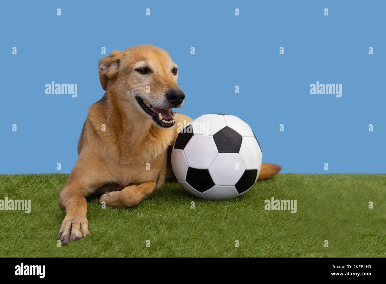 Dog posing with the soccer ball on the green grass and light blue ...