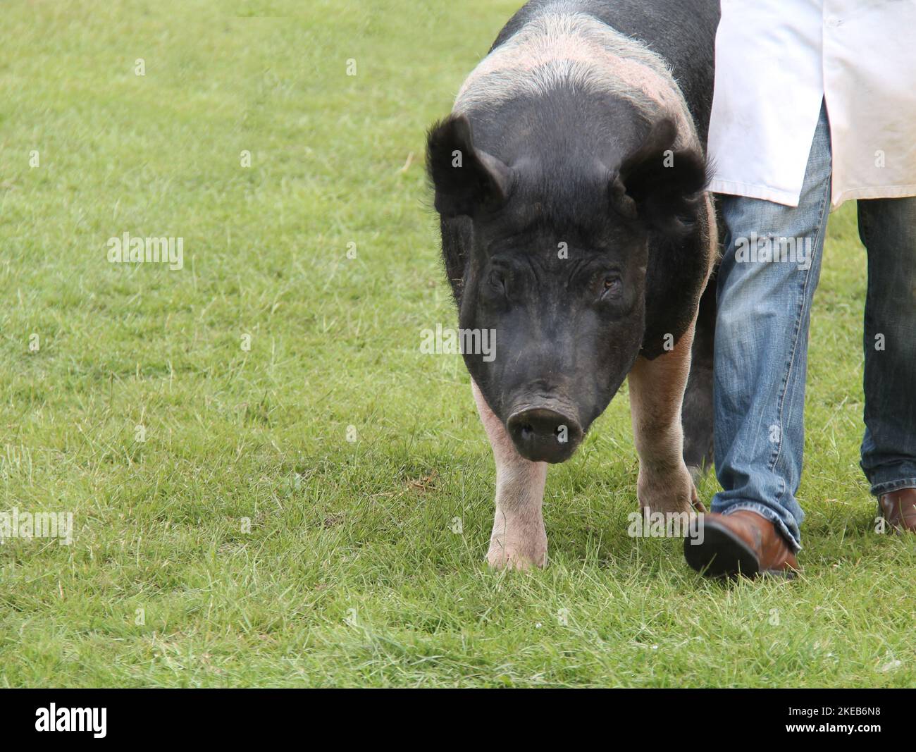 A Large Show Pig Being Walked on Fresh Grass. Stock Photo