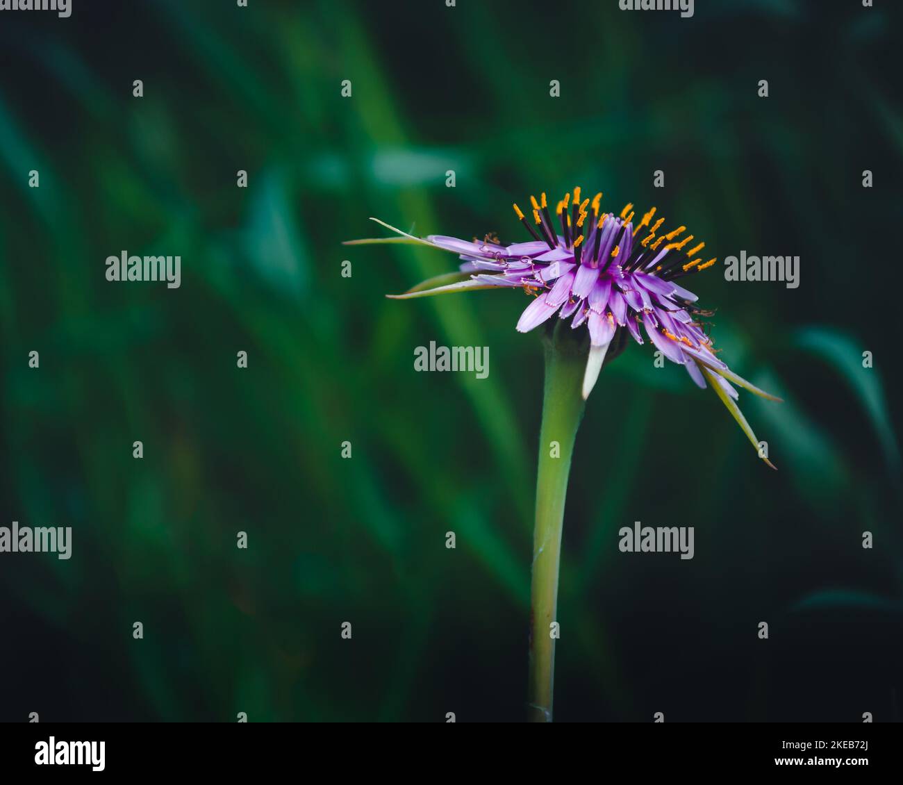 A lone flower surviving in the wild. Stock Photo