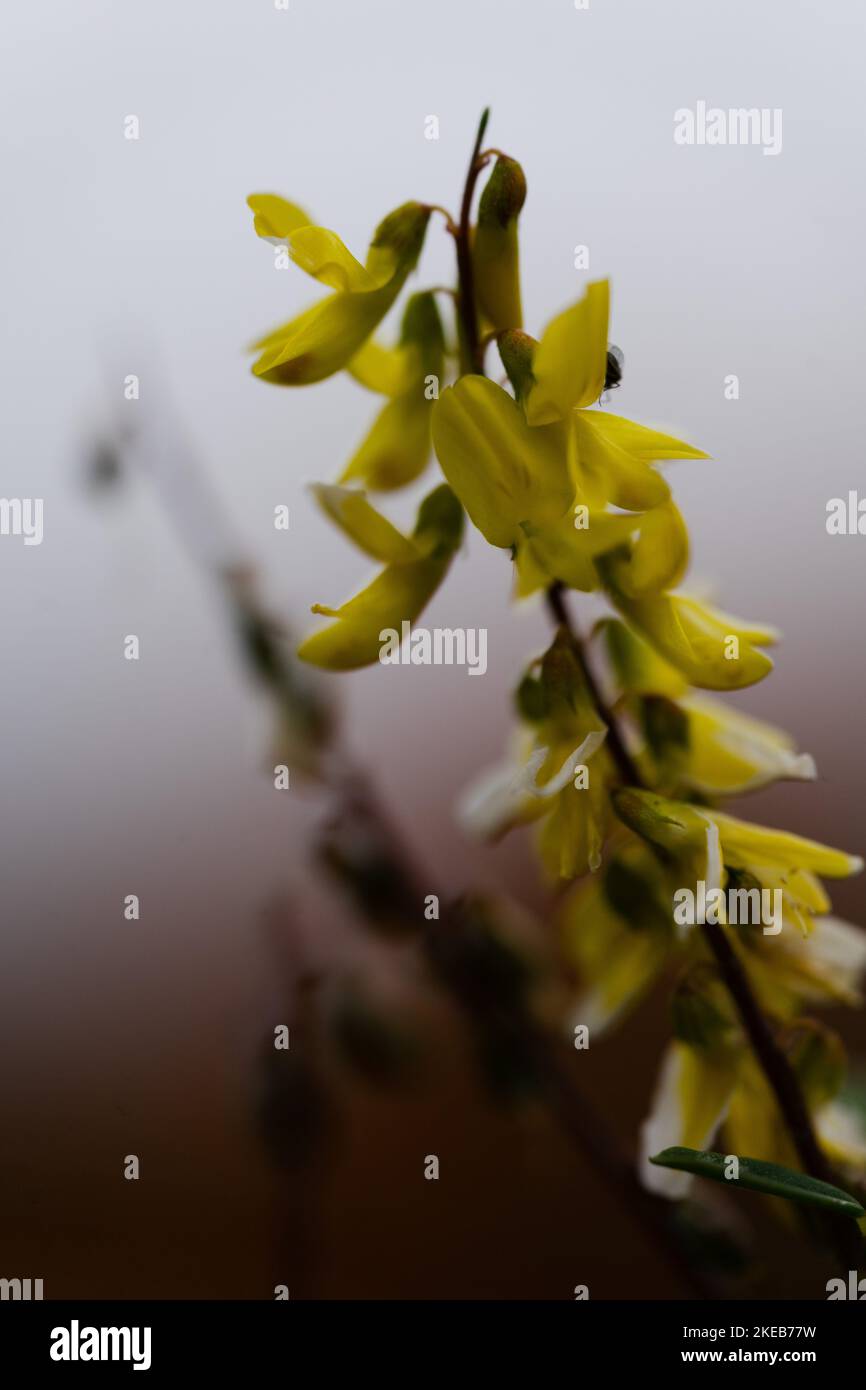 Yellow flowers and water hi-res stock photography and images - Alamy
