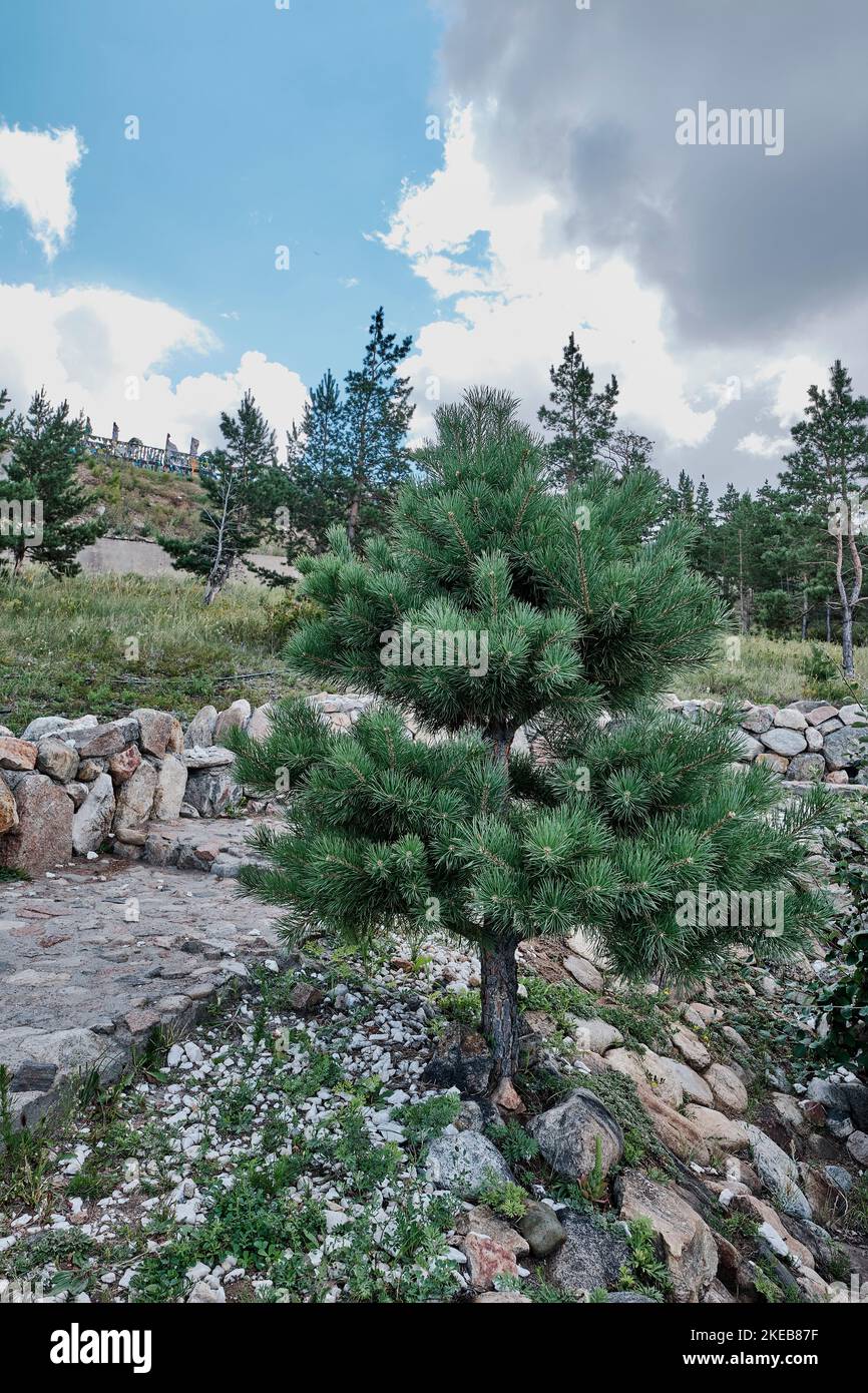 A young tree of Scotch pine growing on rocks Stock Photo