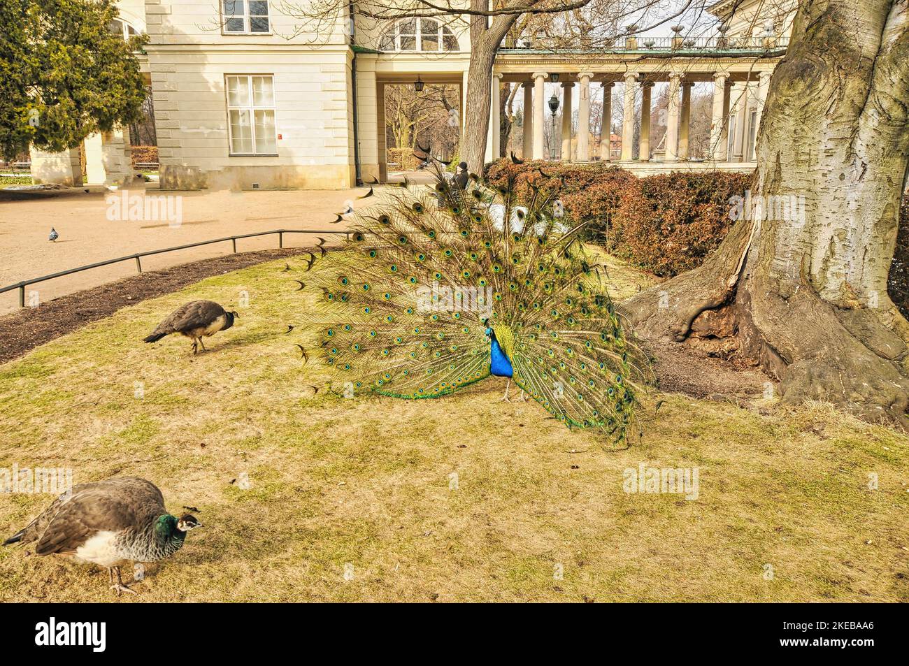 A closeup shot of  Indian peafowls on a royal palace background in Lazienki Krolewskie park in Poland Stock Photo