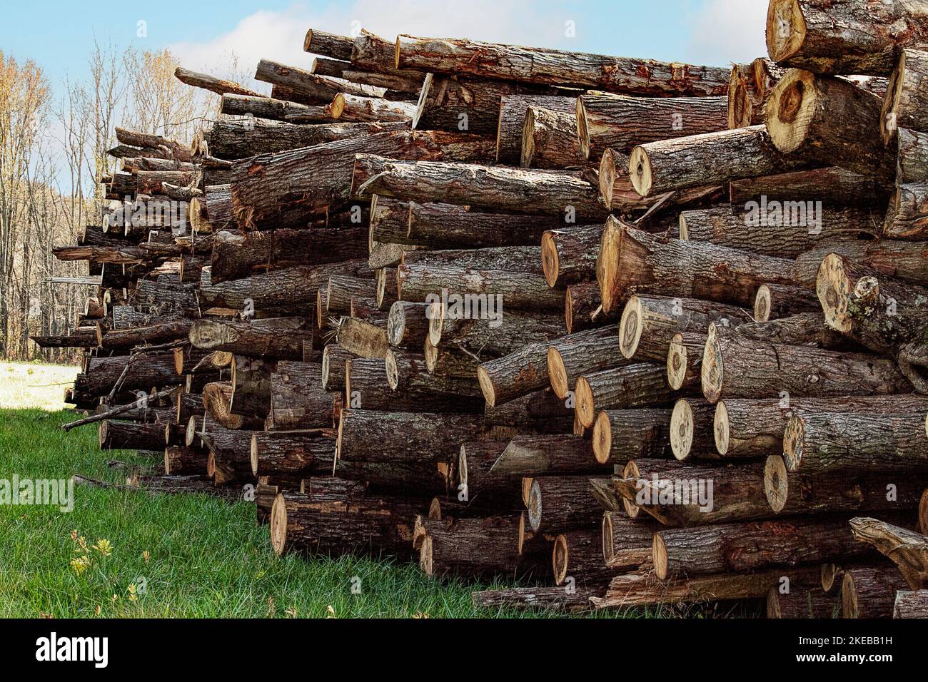 Closeup of logs stacked high in countryside. Stock Photo