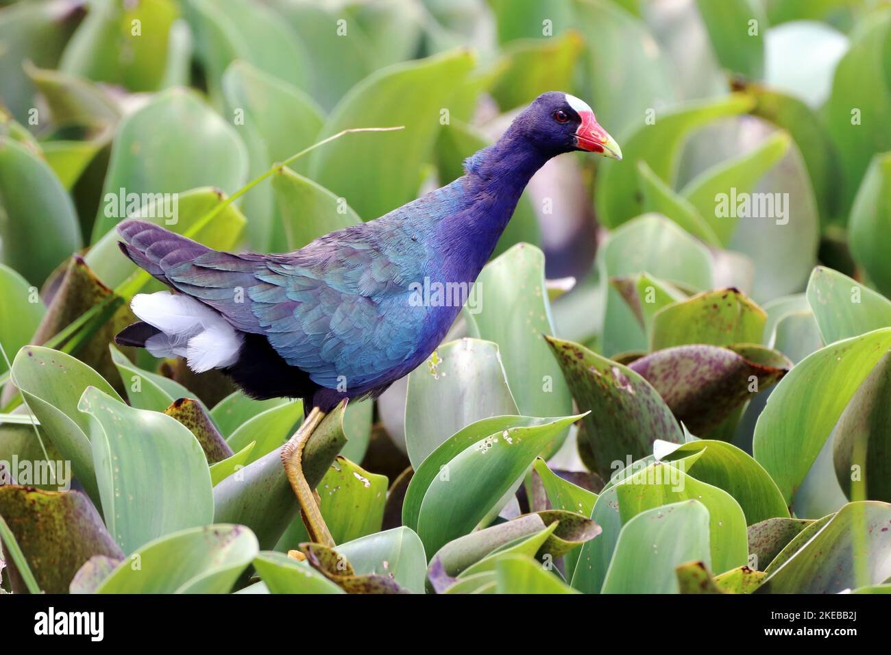 Purple Gallinule (Porphyrio martinica) walking among the aquatic vegetation. water bird Stock Photo