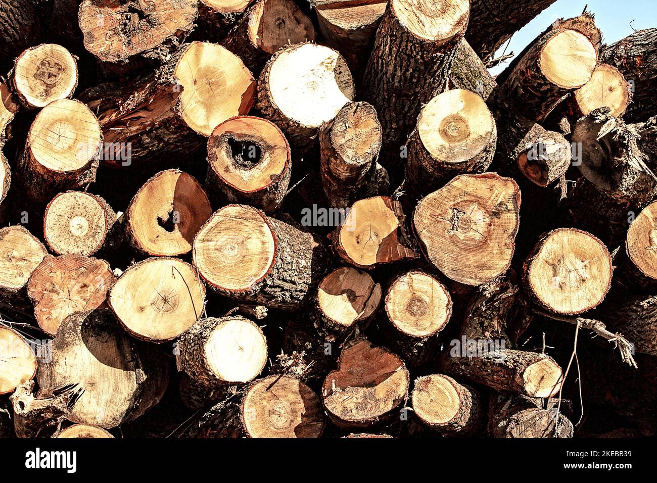 Closeup of logs stacked high in countryside. Stock Photo