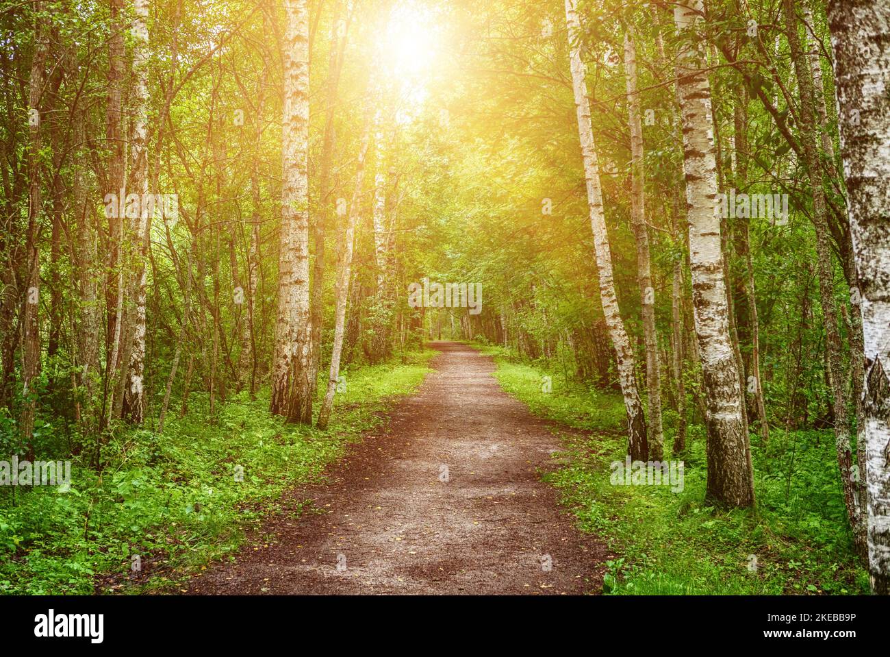 Sunny birch forest Stock Photo