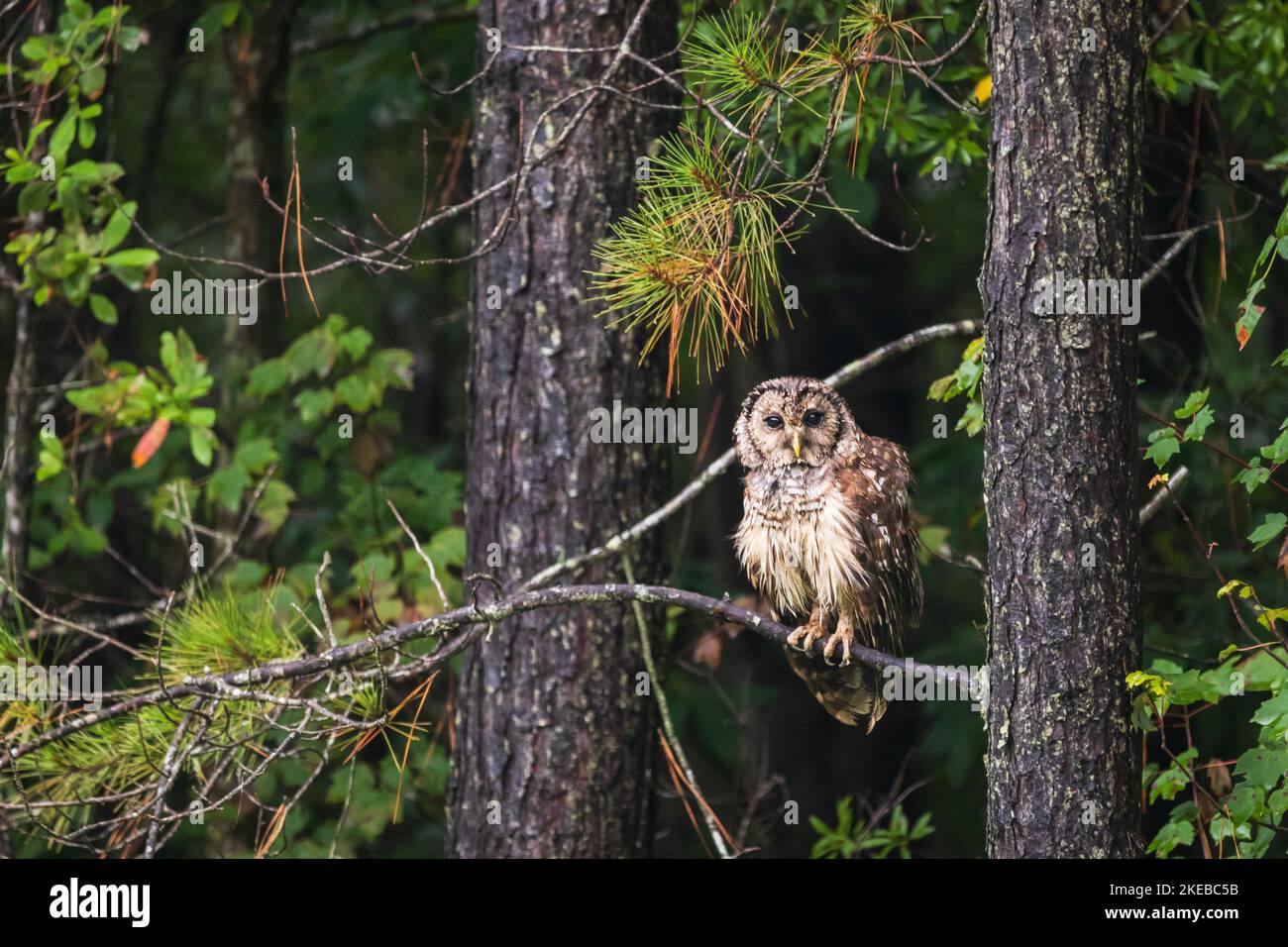 Alligator river north carolina hi-res stock photography and images - Alamy
