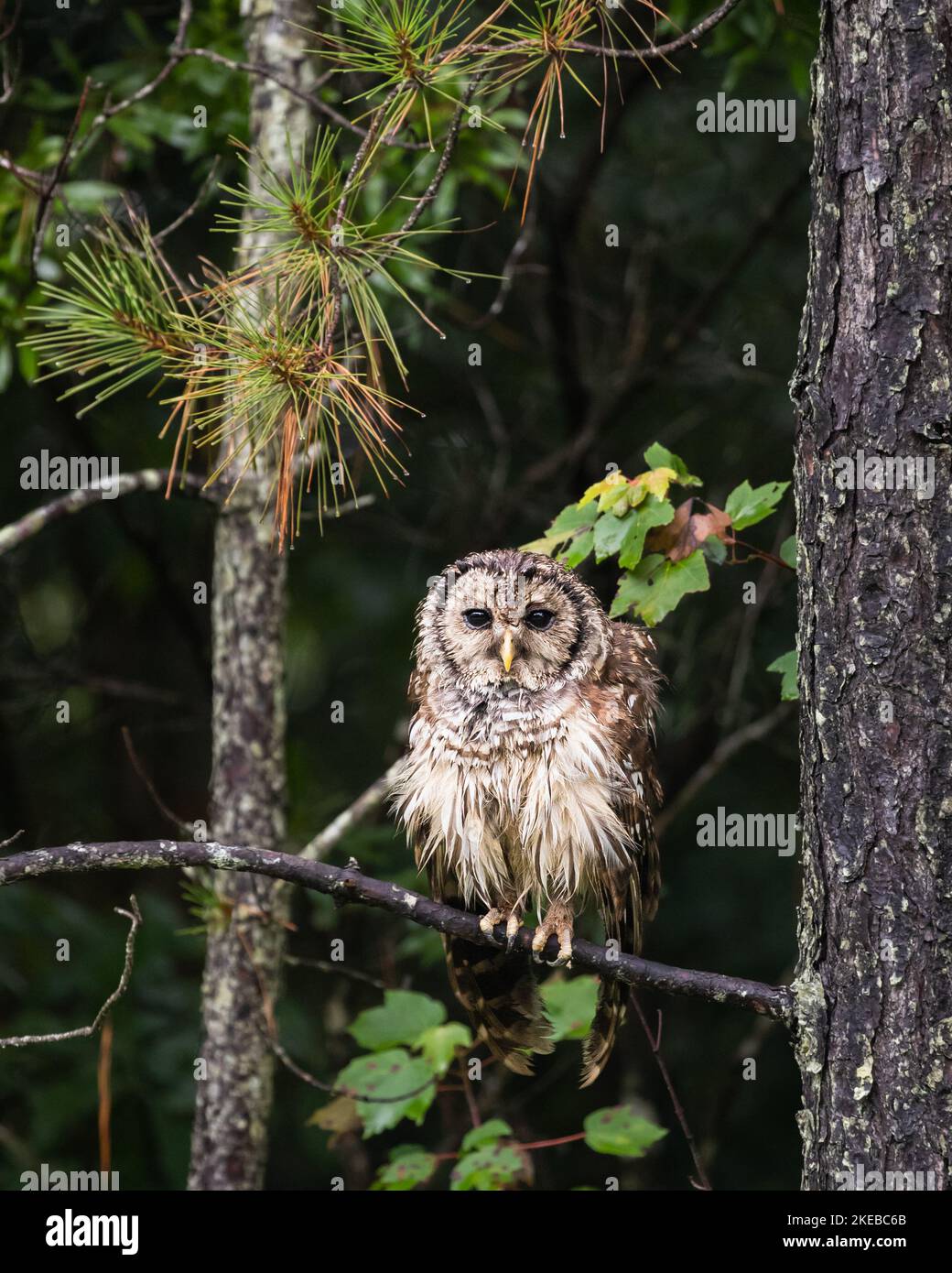 Alligator river north carolina hi-res stock photography and images - Alamy