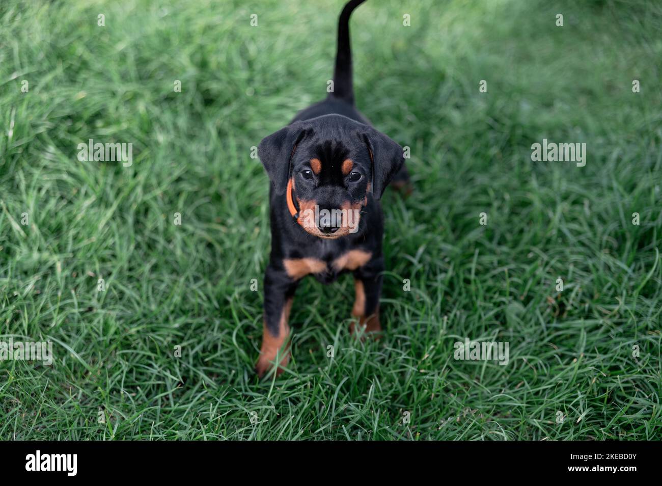 A closeup of a black Dobermann puppy standing on the green grass Stock Photo