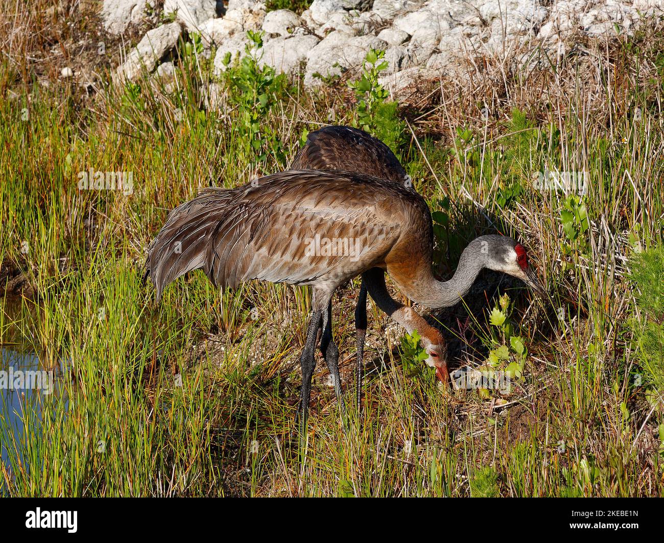 2 Sandhill Cranes, immature, mature, eating, very large bird, Grus canadensis, red forehead, tufted rump feathers, long neck, long legs, wildlife, ani Stock Photo