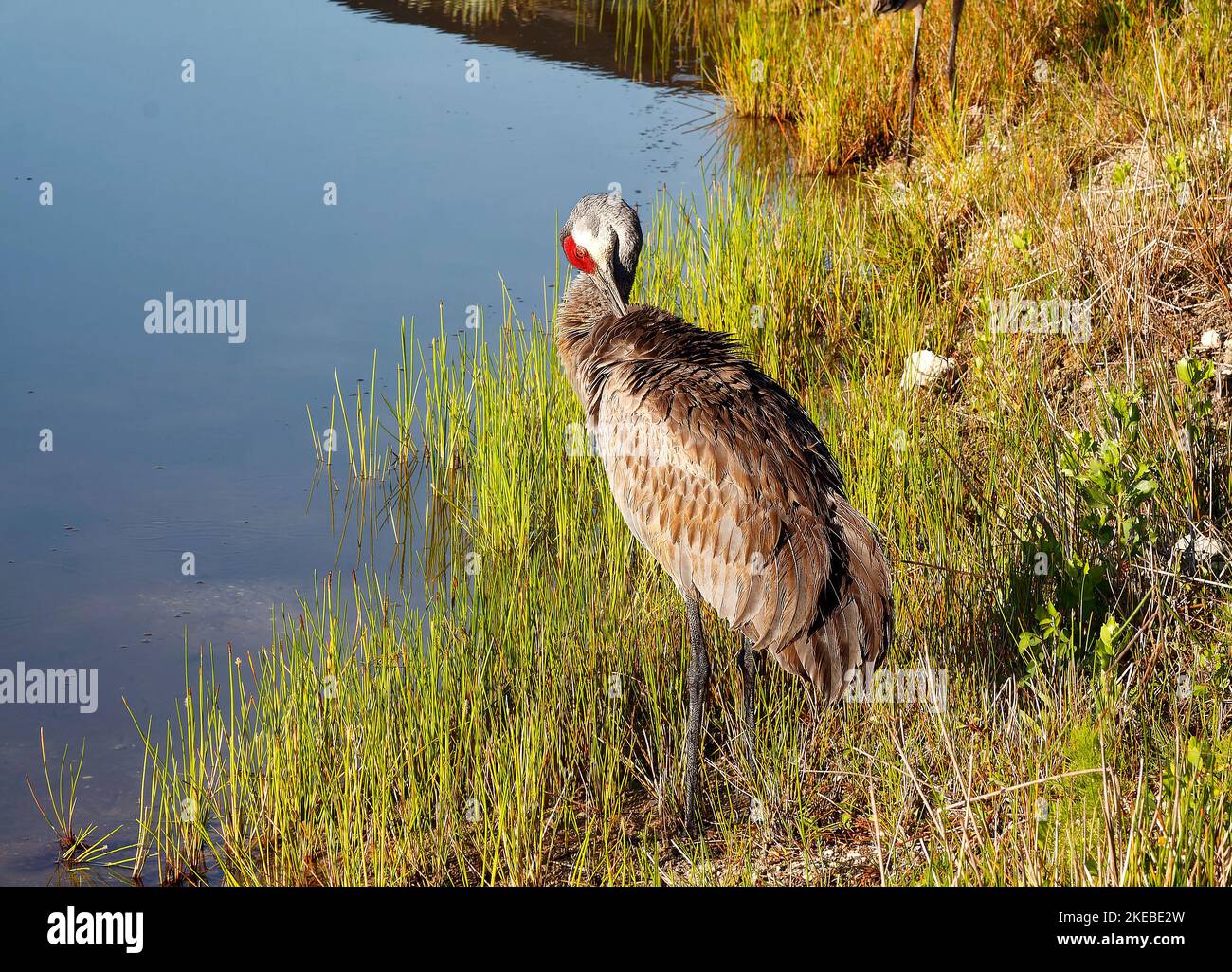 Sandhill Crane, standing beside pond, preening, wild grass, water, very large bird, Grus canadensis, red forehead, tufted rump feathers, long neck, lo Stock Photo