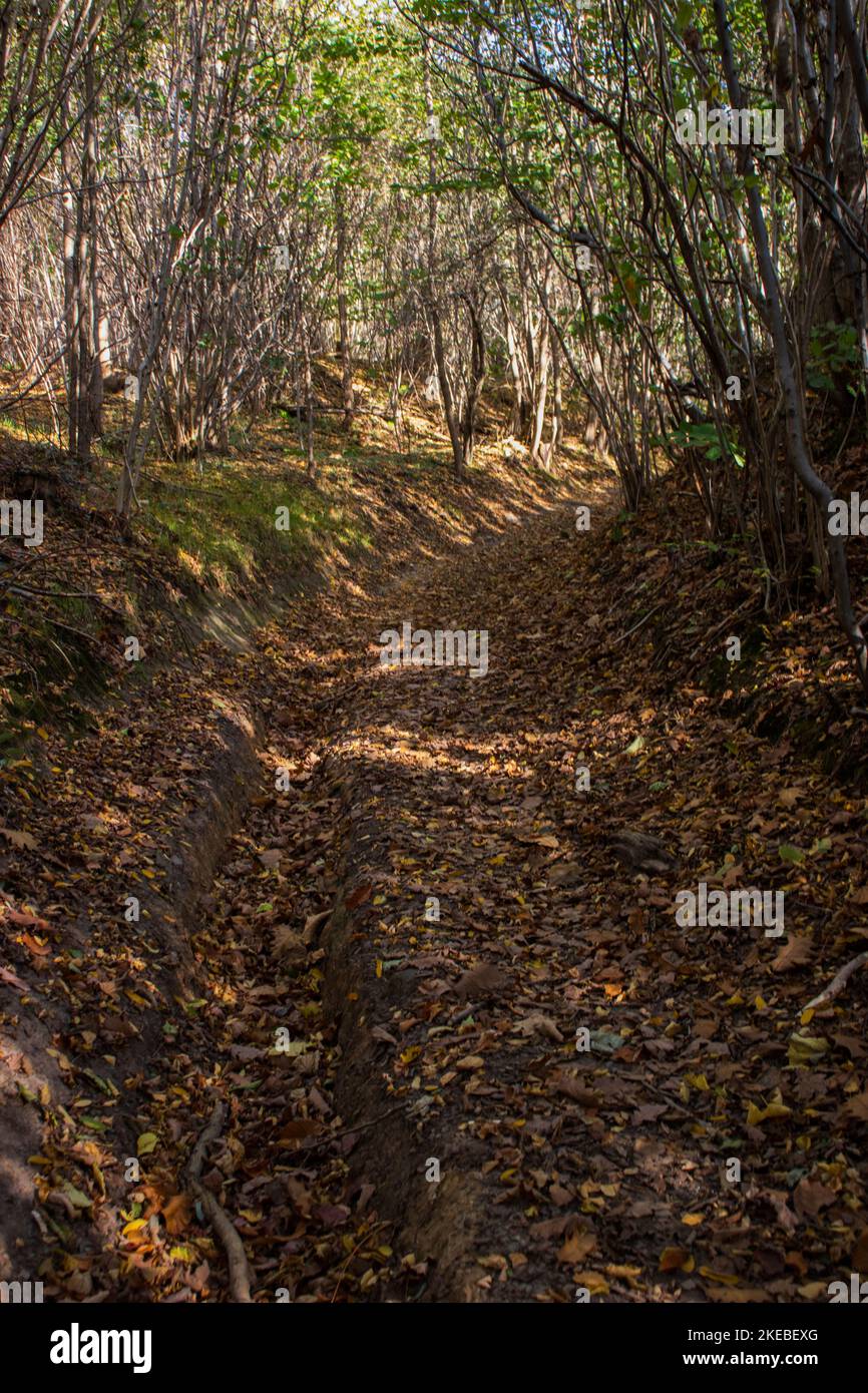 path in the woods covered with leaves in autumn Stock Photo