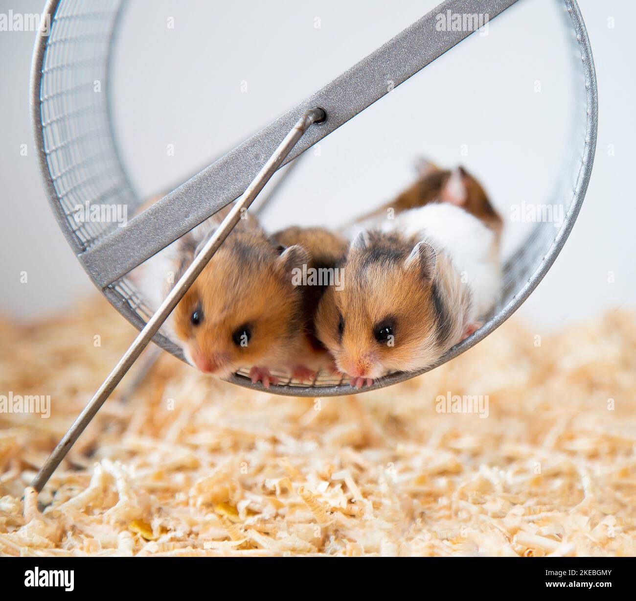 Cute hamsters are sitting in a hamster wheel. Syrian multicolored hamsters in a wheel. Stock Photo