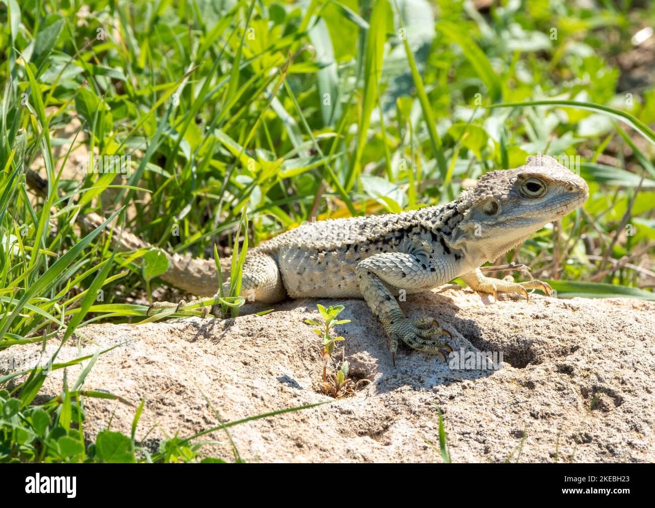 Cyprus Rock Agama, (Stellagama stellio cypriaca) on a rock, Paphos, Cyprus. Stock Photo