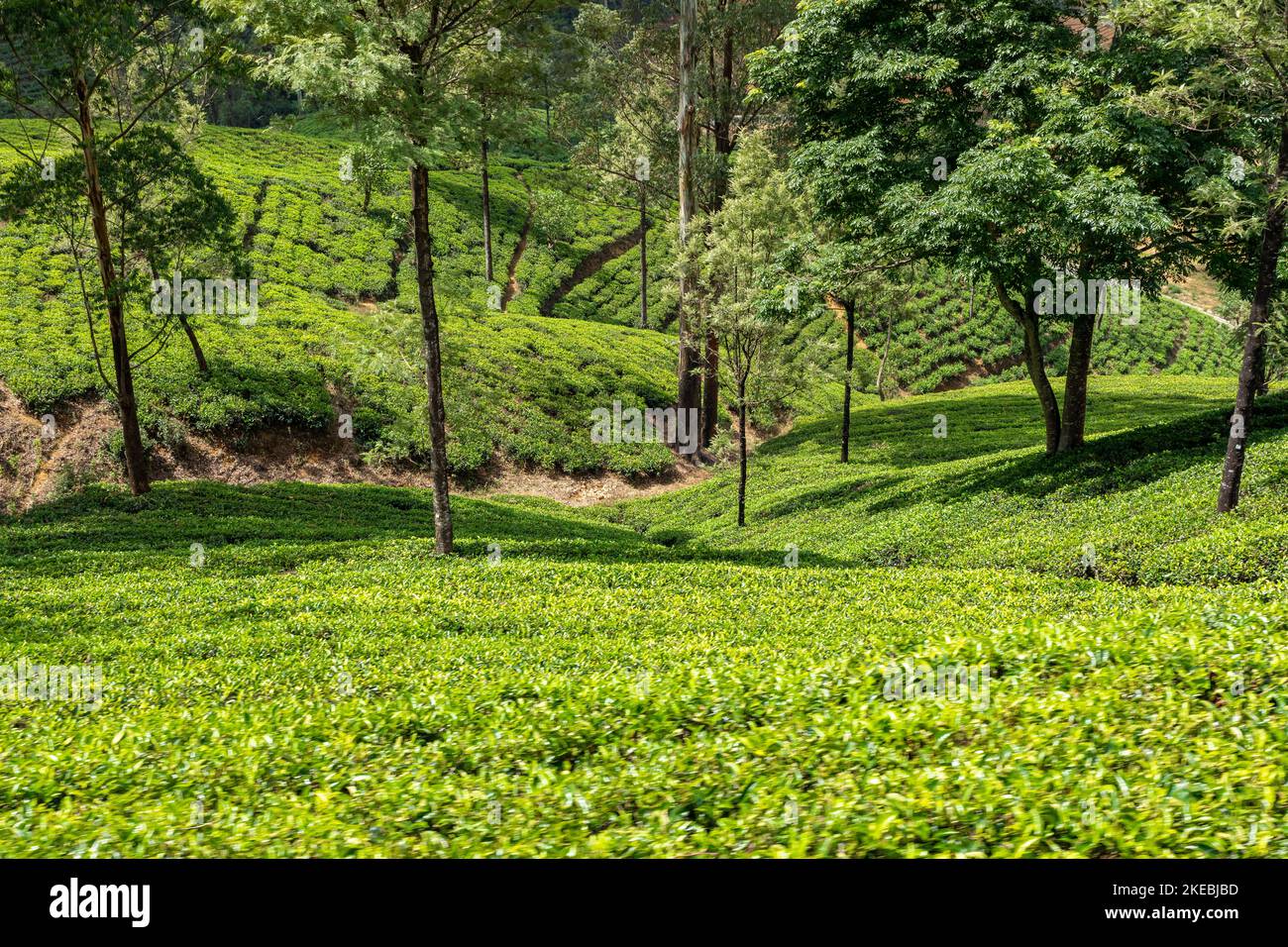 Sri Lanka Tea Plantation. Green Fields.
