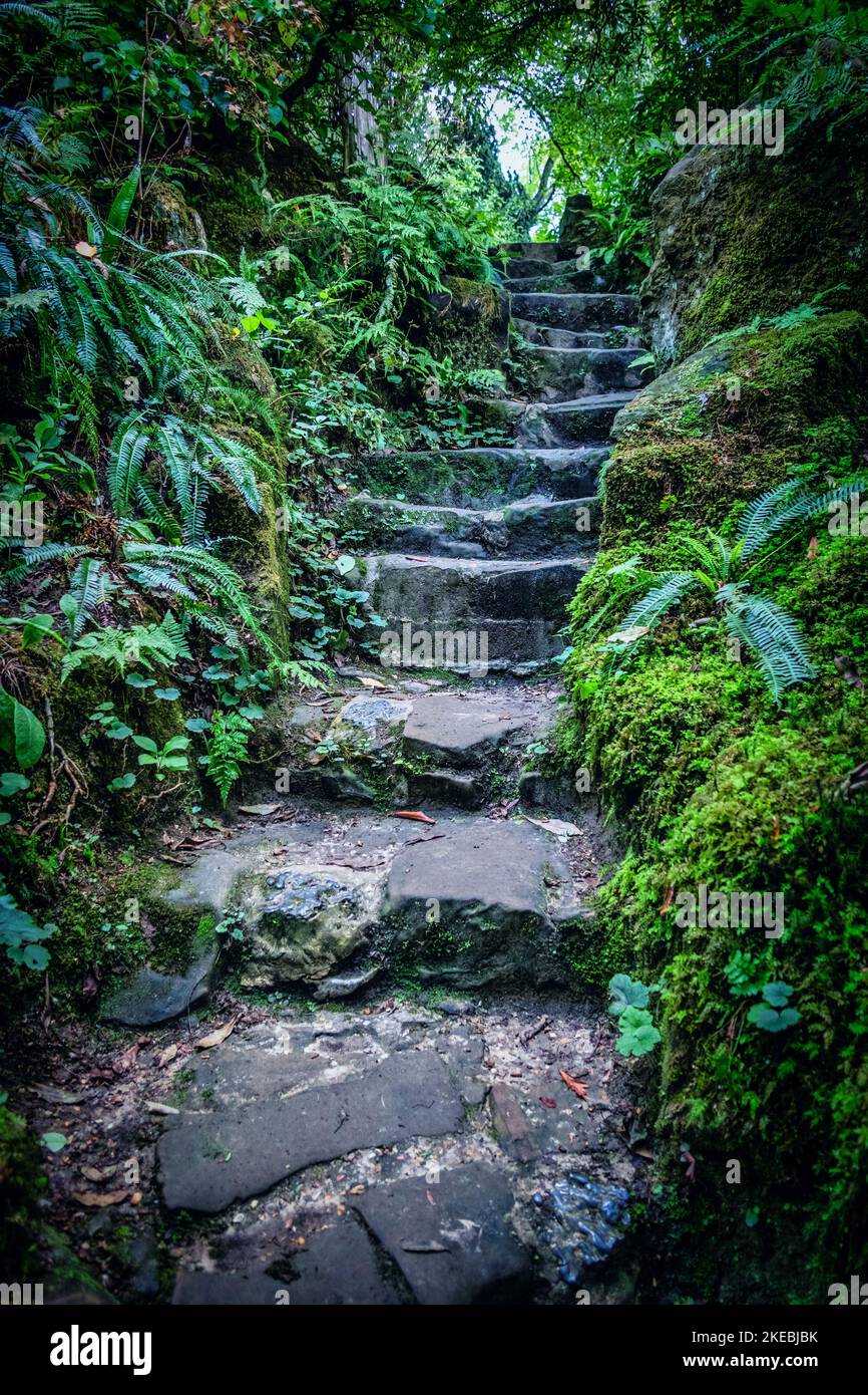 Narrow old stone steps in a wood. Stock Photo