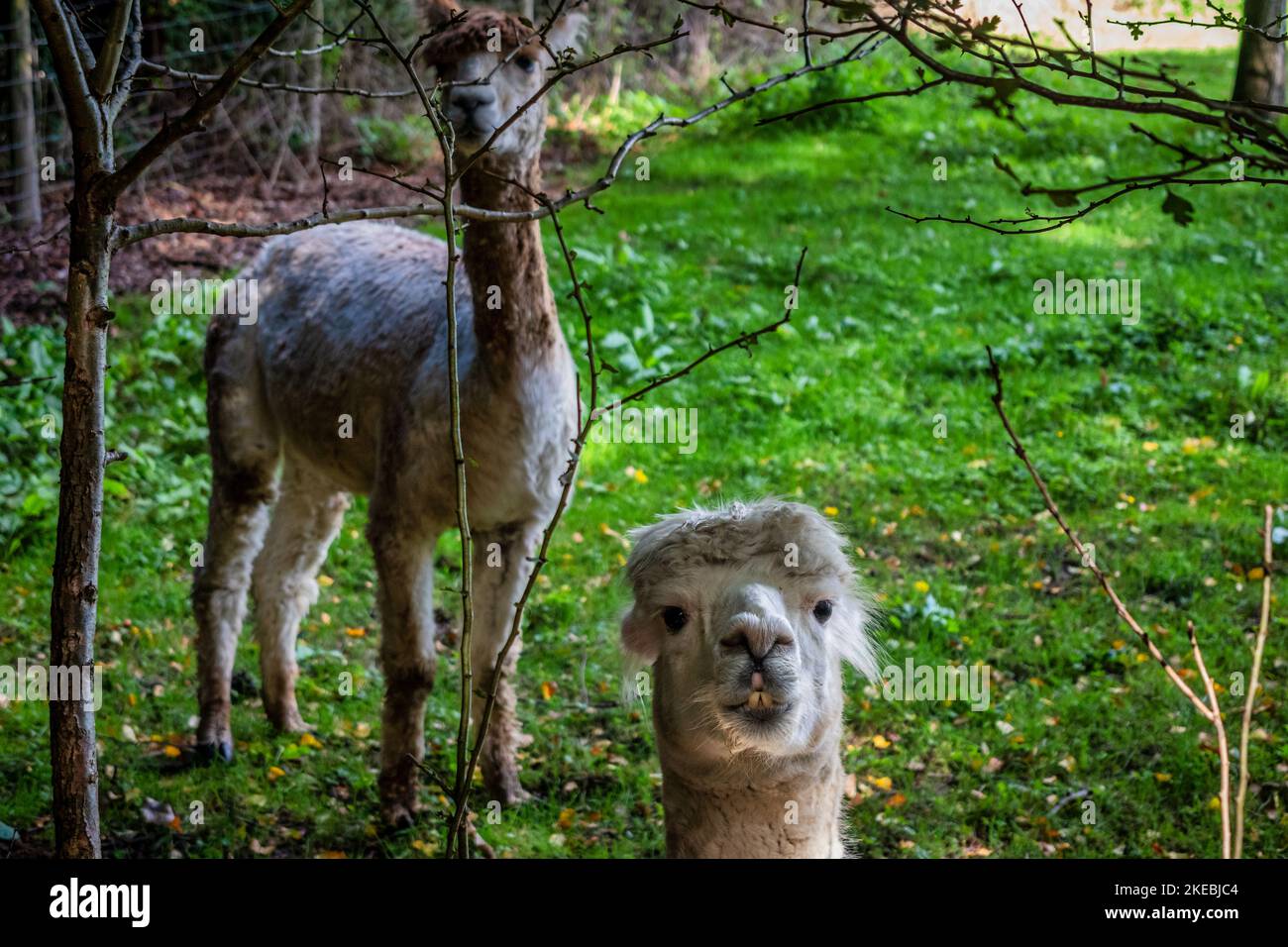 Two llamas (or alpacas} in a field in the UK Stock Photo