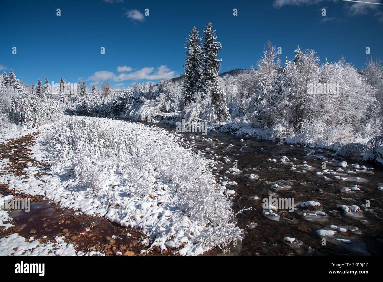 Newly fallen snow clings to the trees and bushes along a mountain stream. Stock Photo
