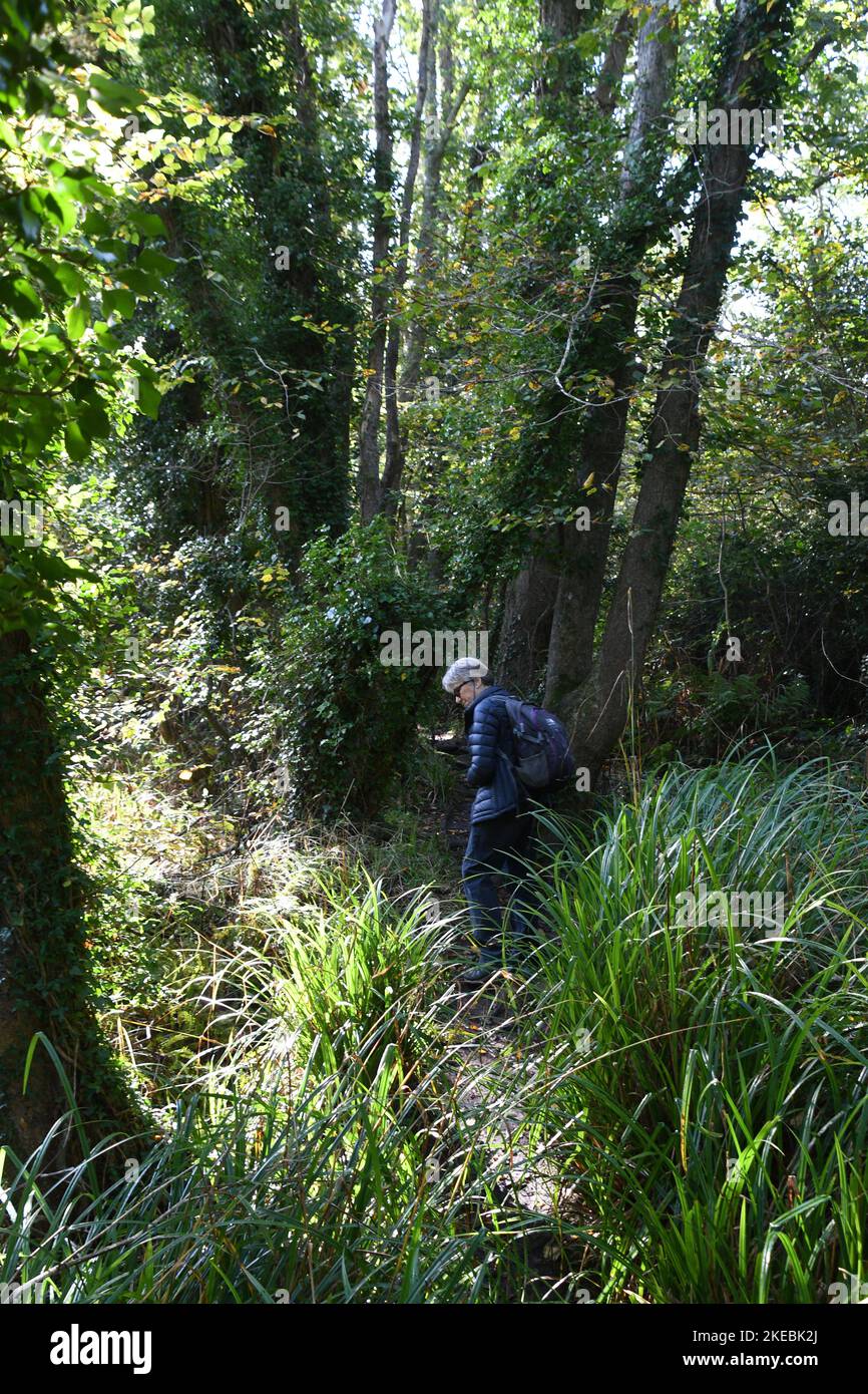 Lone walker on the Nature Trail from Holy Vale to Porthellick on St Mary's Isles of Scilly lined with English Elm trees which escaped attack by the Du Stock Photo