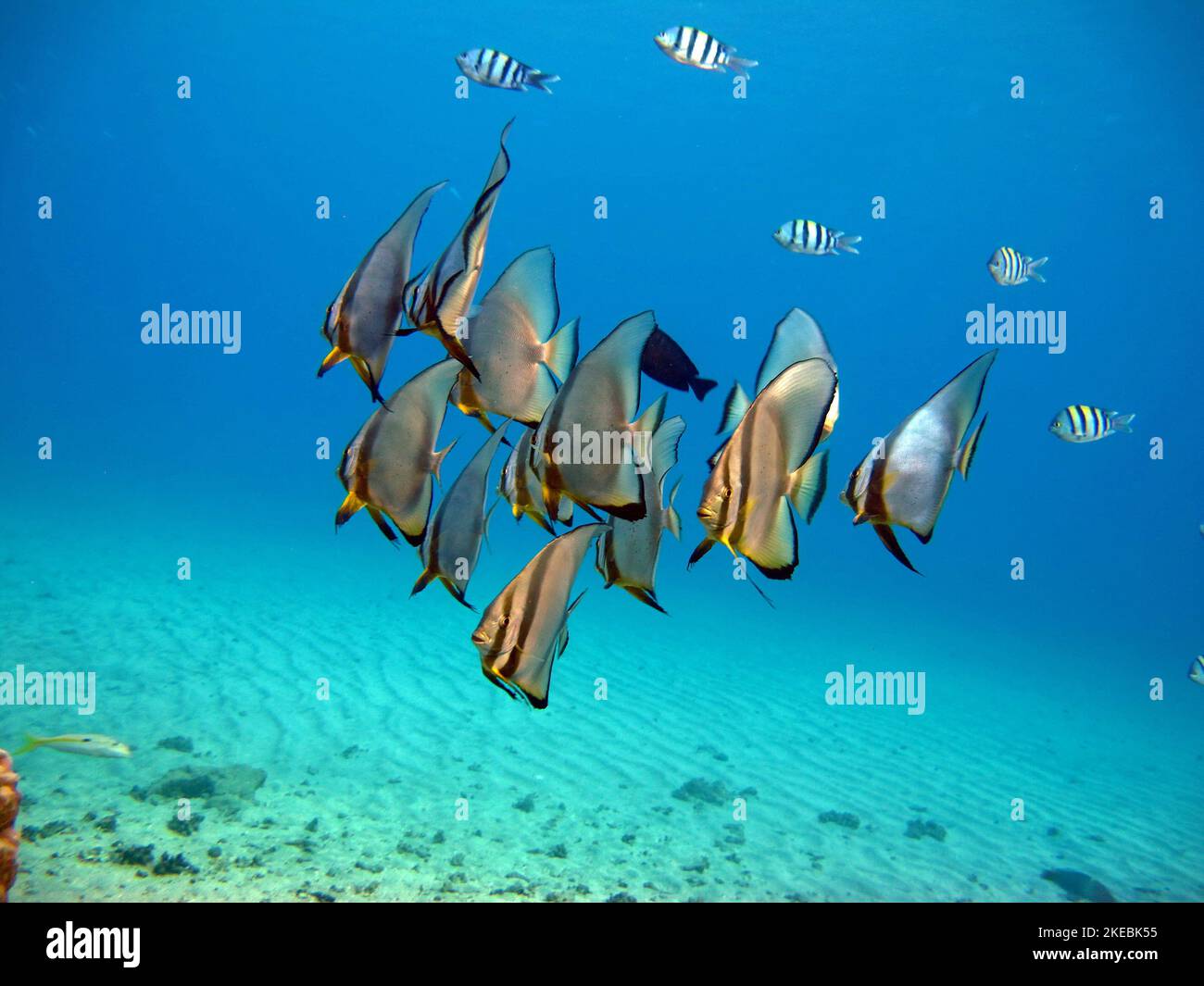 Long Fin Longfin Batfish Platax Family Ephippidae Grows Up To 70 Cm Long Fin Longfin Batfish Platax Family Ephippidae Grows Up To 70 Cm