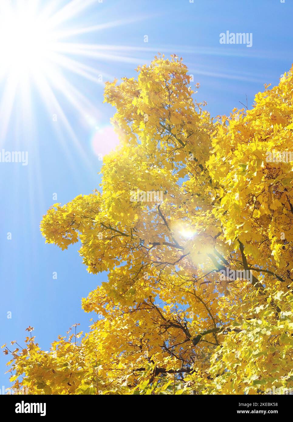 Autumn foliage with yellow leaves and sun rays. Stock Photo
