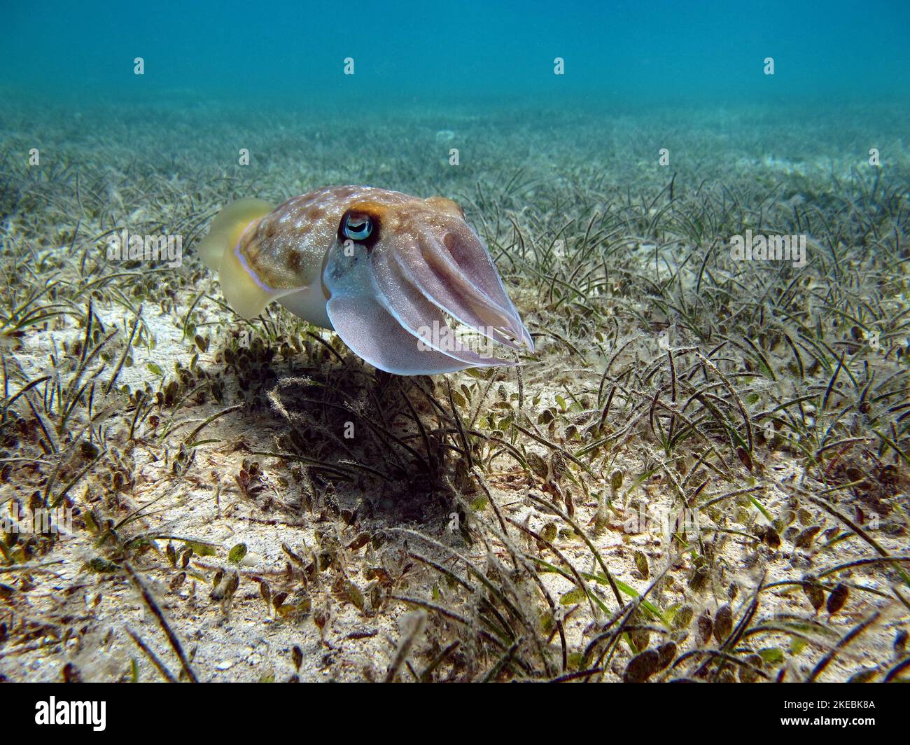 Pharaoh cuttlefish,Pharaoh Cottlefish, Mollusks, type of Mollusk, Head