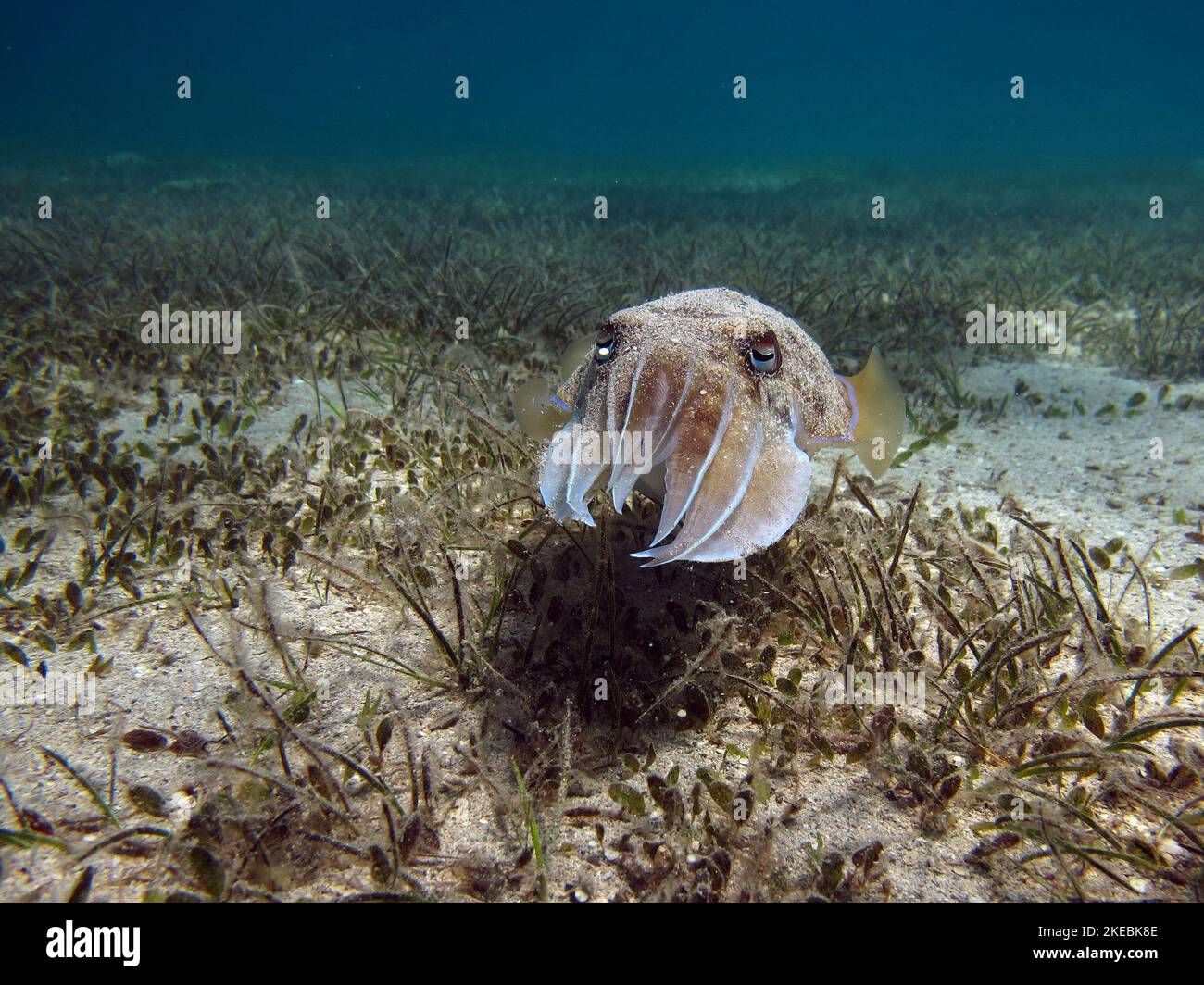 Pharaoh cuttlefish,Pharaoh Cottlefish, Mollusks, type of Mollusk, Head