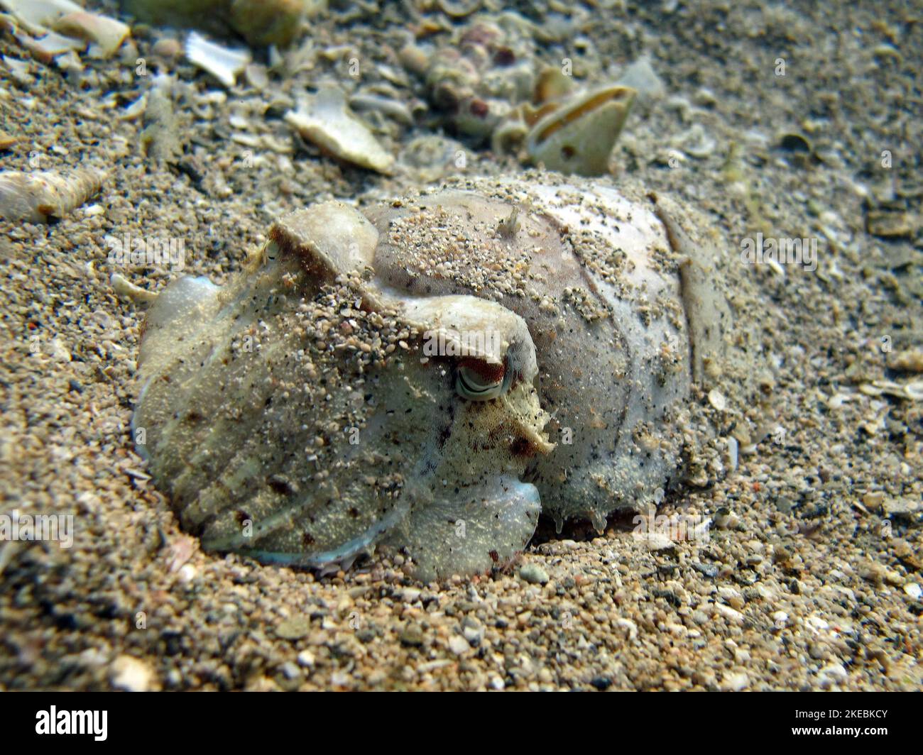 Pharaoh cuttlefish,Pharaoh Cottlefish, Mollusks, type of Mollusk, Head