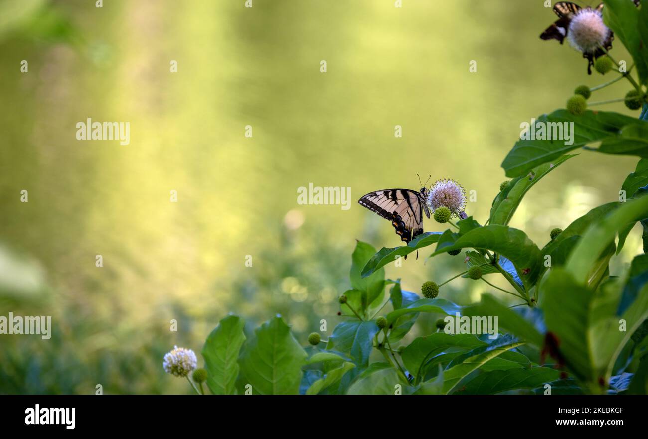 The unique sphere's on a buttonbush in Oklahoma attracts yellow