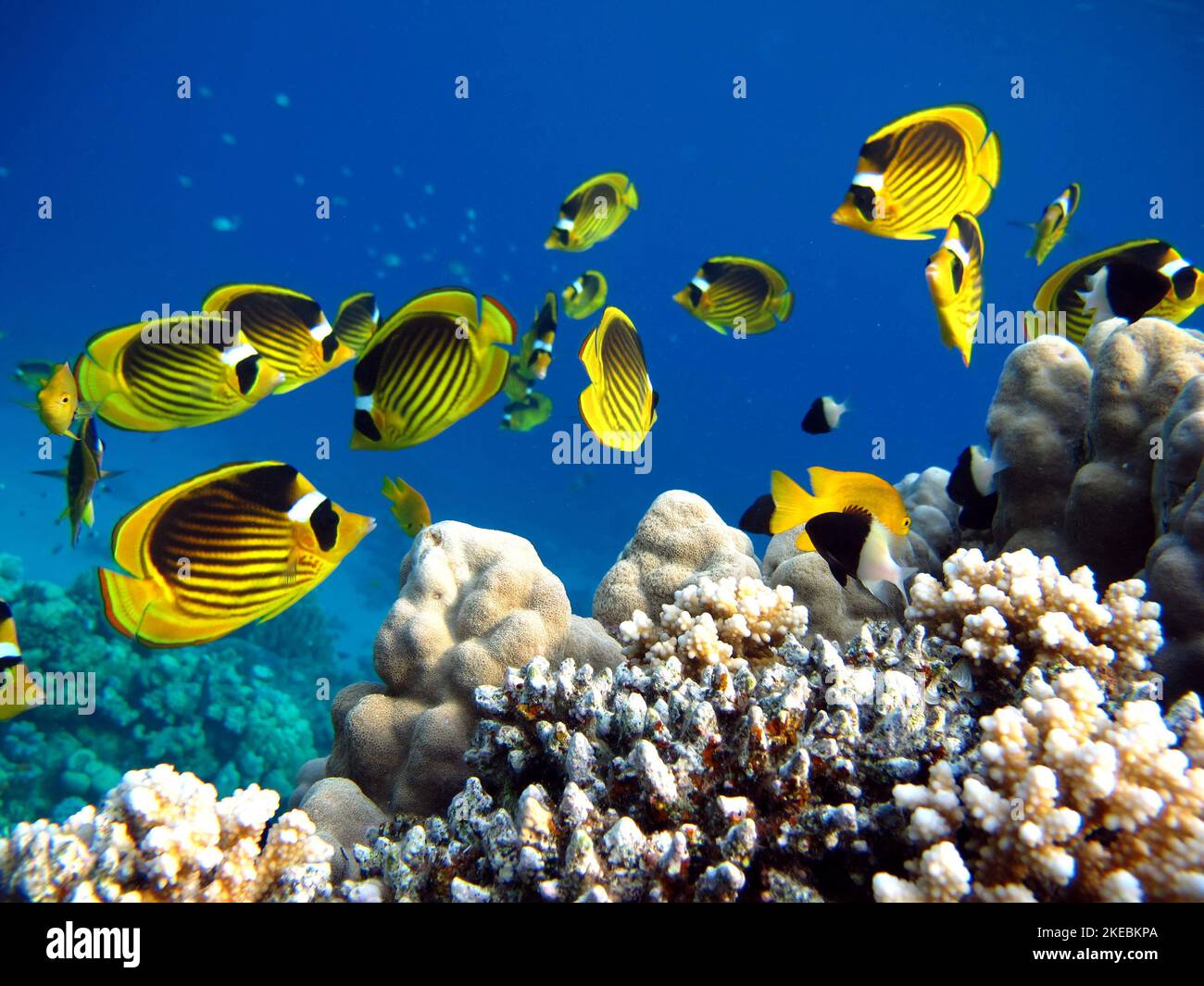 Fish in pairs hi-res stock photography and images - Alamy