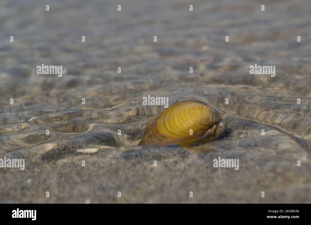 River shells on the sand. River shells lying on the sandy beach Stock