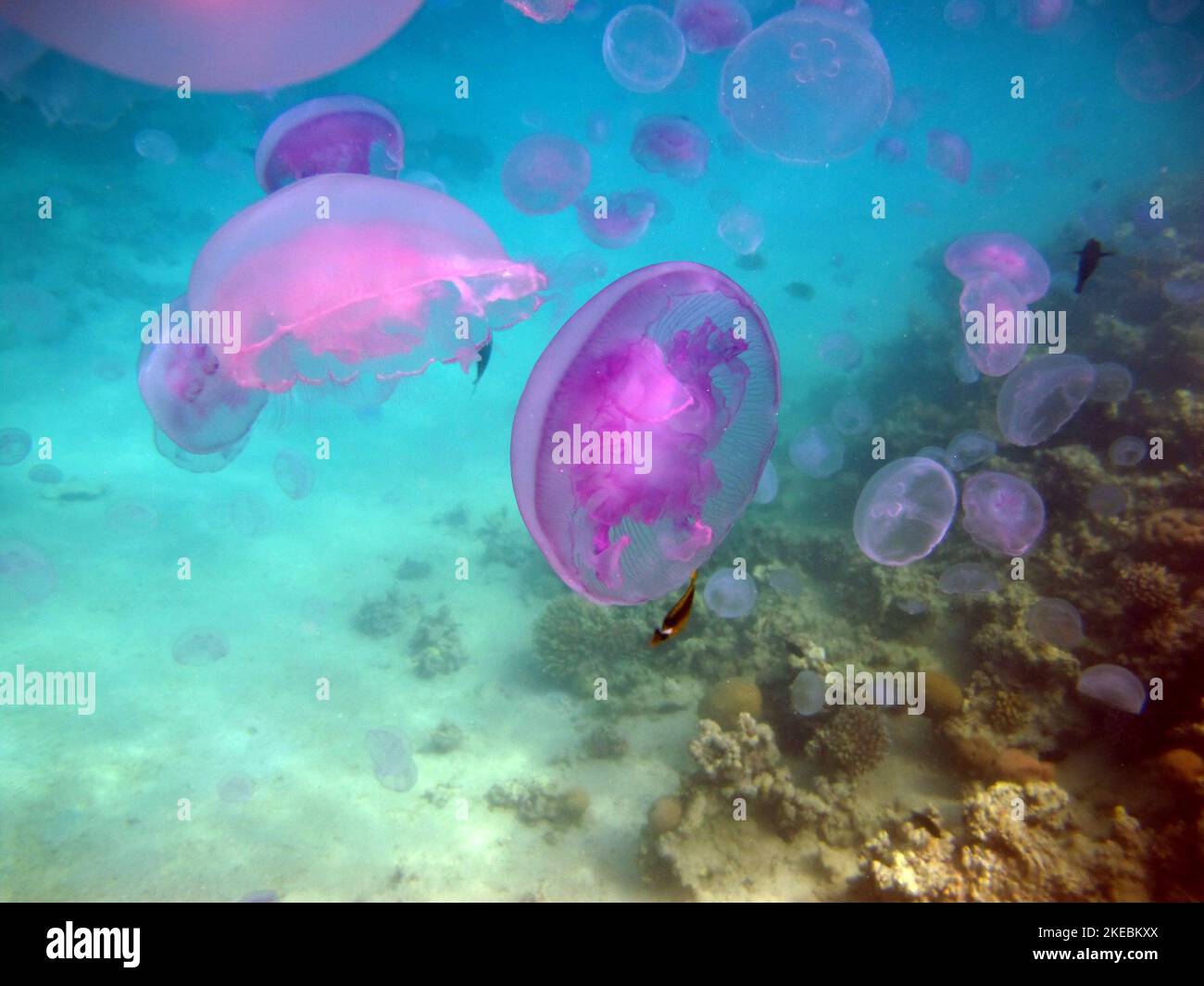 Jellyfish. Eared aurelia, or eared jellyfish (lat. Aurelia aurita) is a