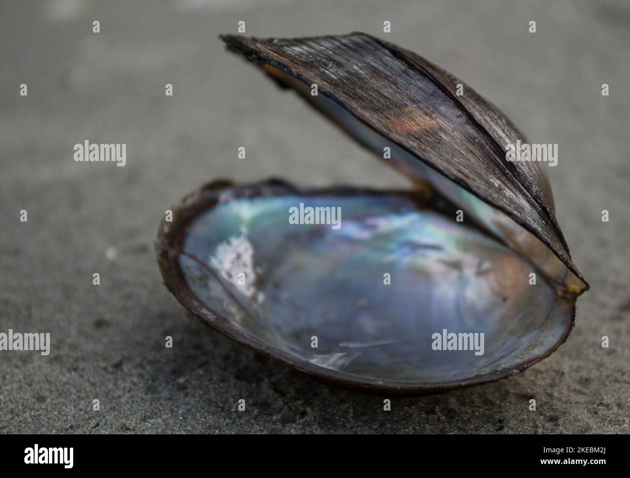 River shells on the sand. River shells lying on the sandy beach Stock