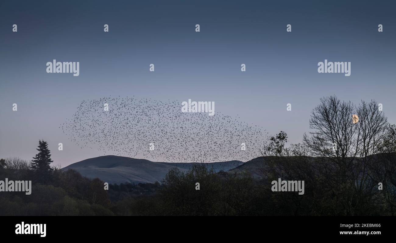 Murmuration of Starlings over Derwentwater, Keswick, English Lake District. Stock Photo