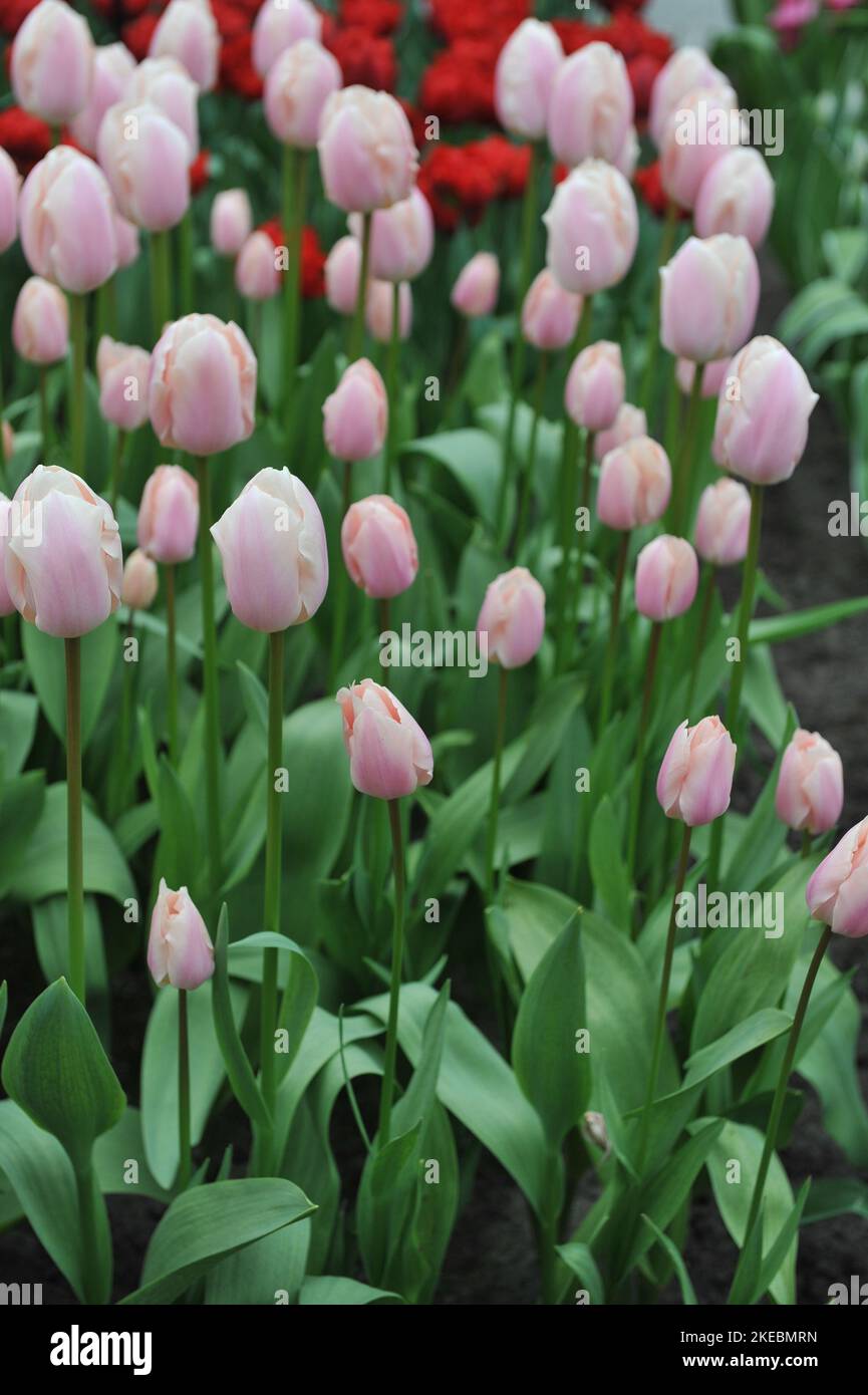 Pink and white edges Triumph tulips (Tulipa) Thijs Boots bloom in a garden in March Stock Photo