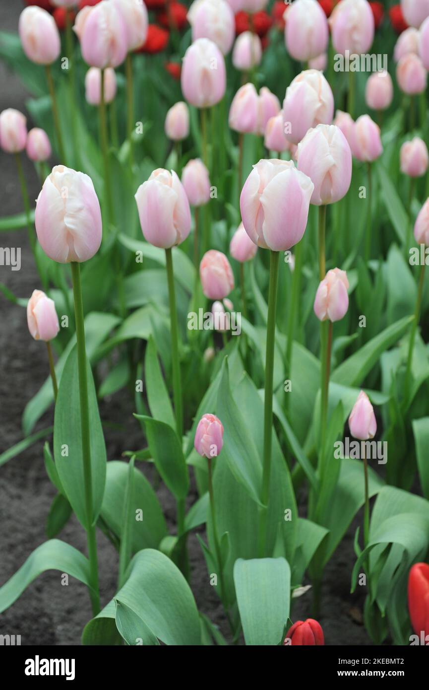 Pink and white edges Triumph tulips (Tulipa) Thijs Boots bloom in a garden in March Stock Photo