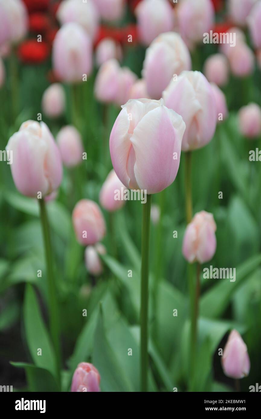 Pink and white edges Triumph tulips (Tulipa) Thijs Boots bloom in a garden in March Stock Photo