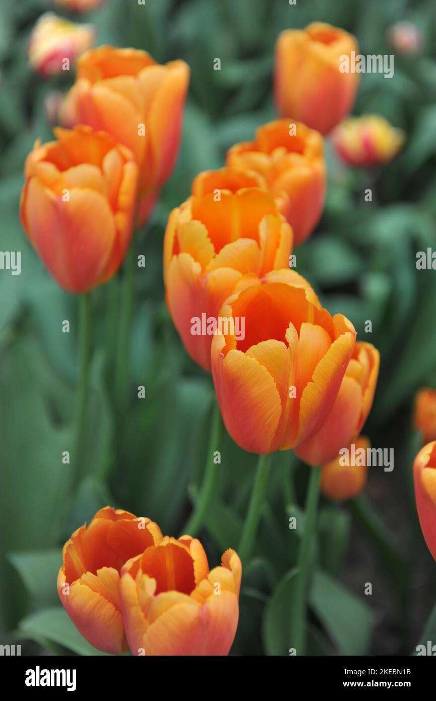Orange Triumph tulips (Tulipa) Time Out bloom in a garden in April Stock Photo