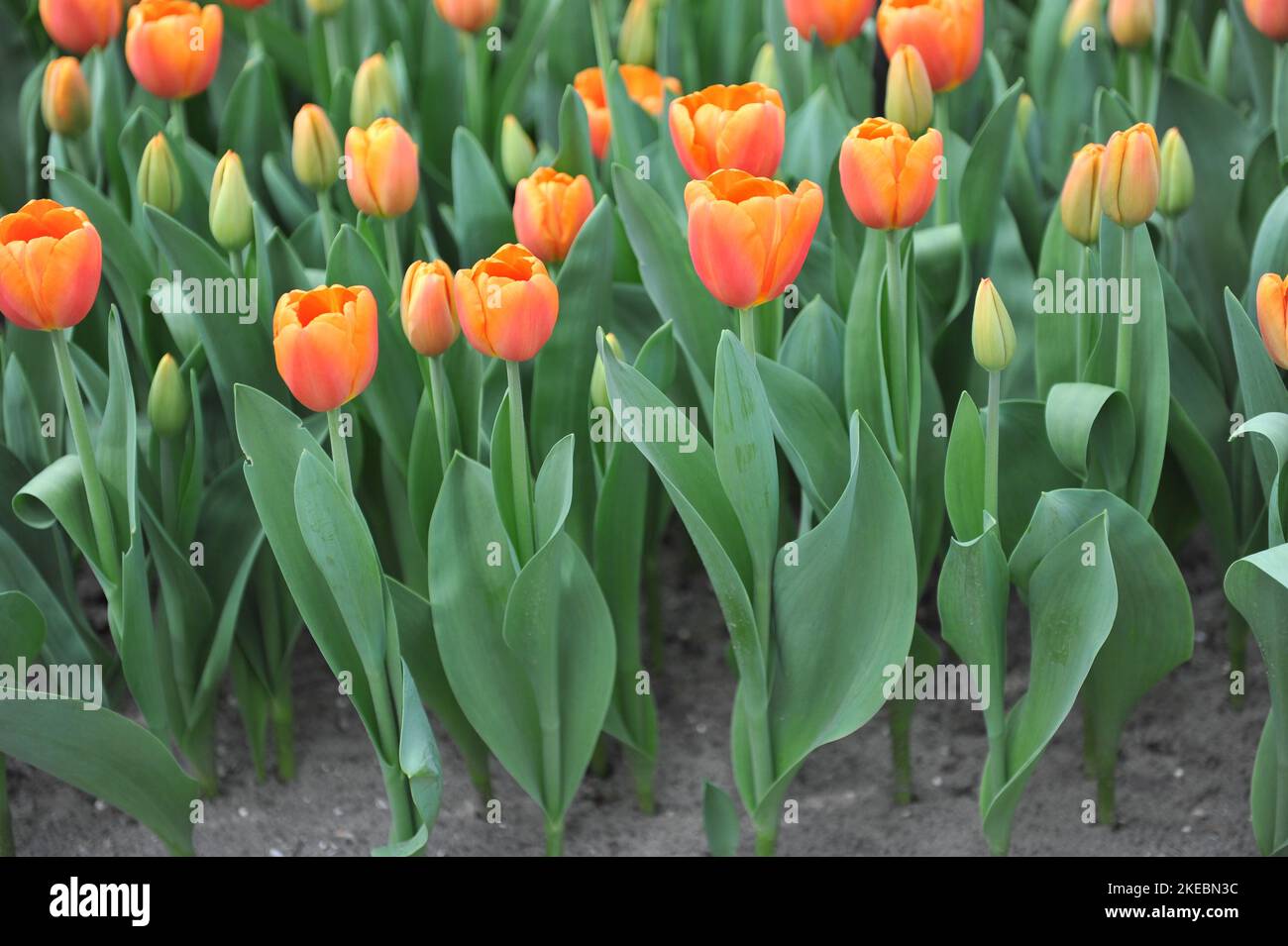 Orange Triumph tulips (Tulipa) Time Out bloom in a garden in March Stock Photo