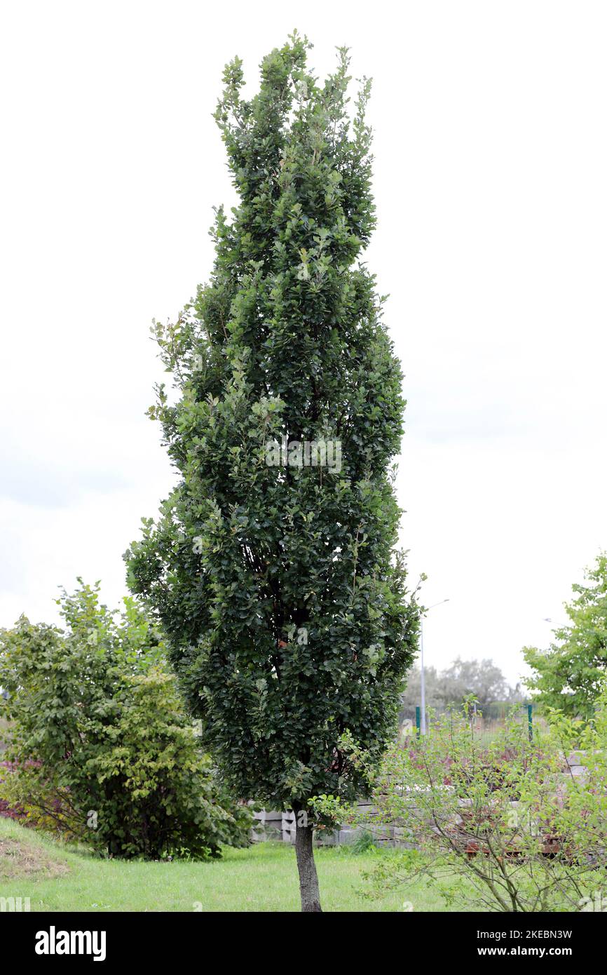 Column handle oak, Quercus robur Fastigiata. Stock Photo