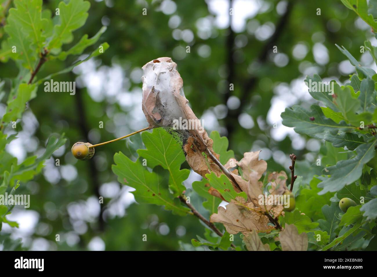 Shoots, leaves of oak tree damaged by young caterpillars of Brown tail