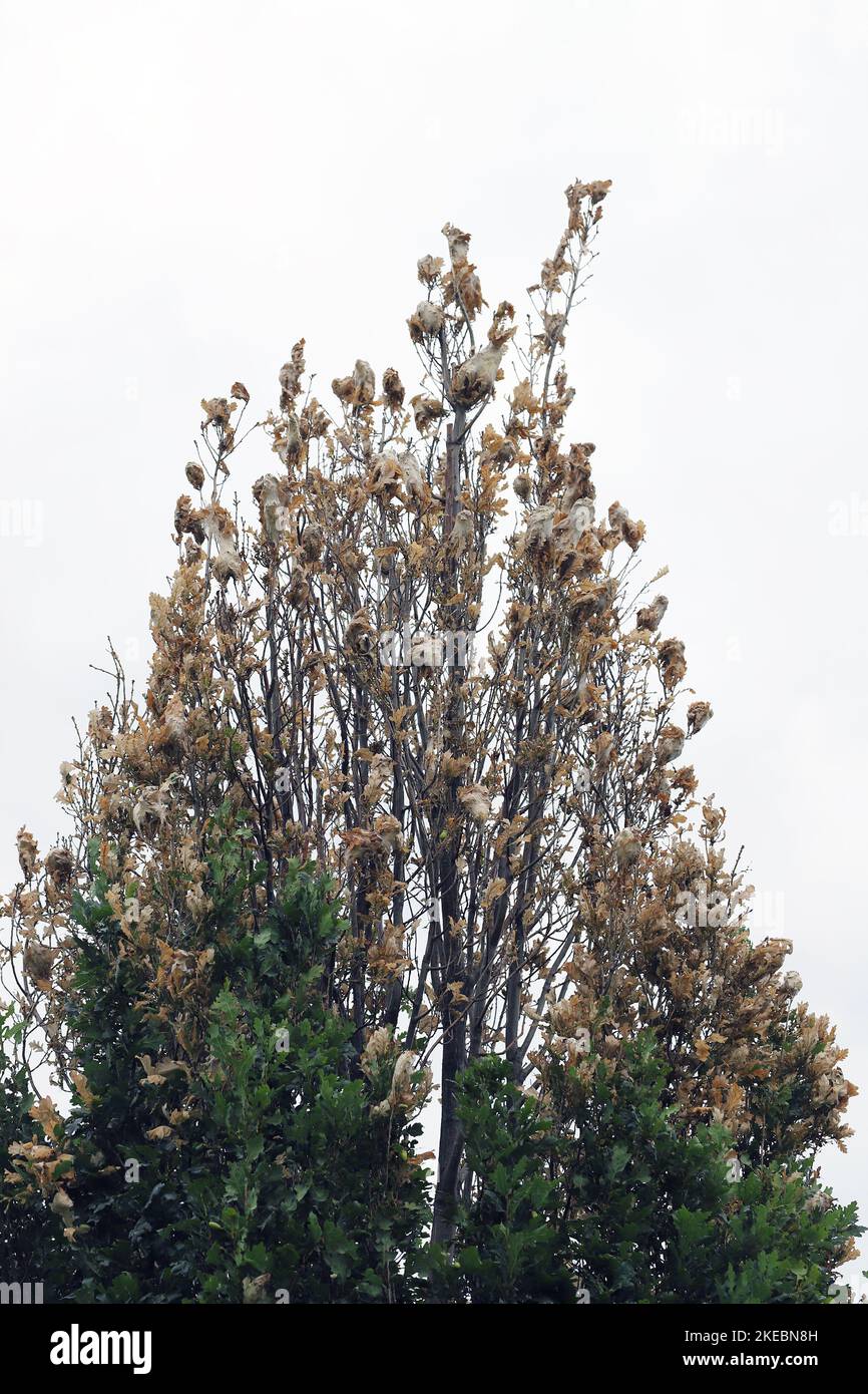 Shoots, leaves of oak tree damaged by young caterpillars of Brown tail